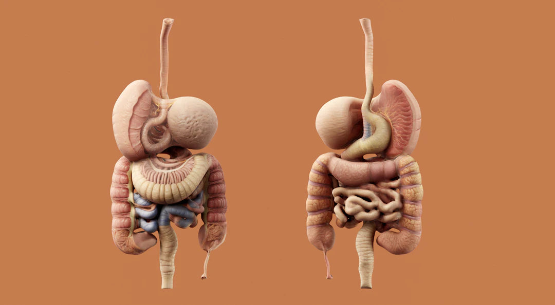Gut Health Supplements for Natural Digestive Support